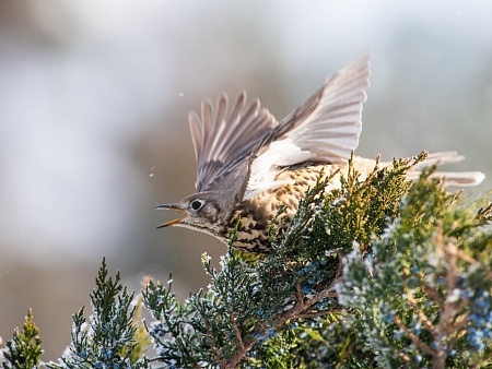 Записки астраханского натуралиста. Вы слыхали, как поют дрозды?