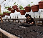 В Астрахани высадят миллион цветов