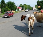 Добродились: в сельских районах Астраханской области решили всерьез взяться за беспризорный скот