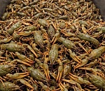 Полтонны раков довели двоих астраханцев до скамьи подсудимых