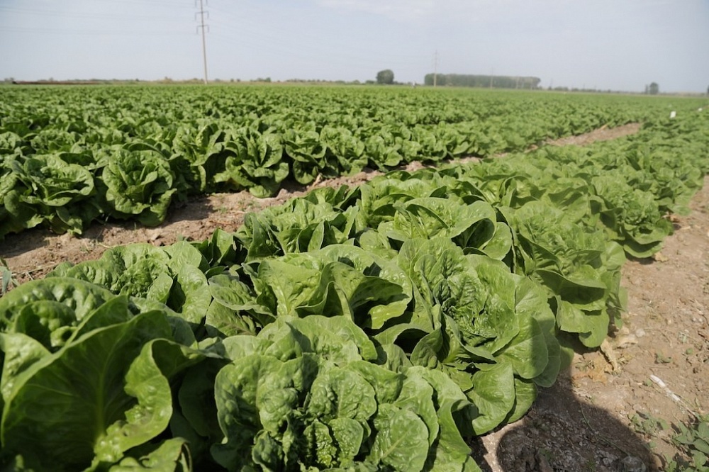 Астраханские фермеры в прошлом году получили более 100 млн рублей 