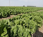 Астраханские фермеры в прошлом году получили более 100 млн рублей 