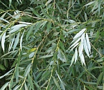 В Астрахани появилась Аллея дружбы