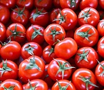 С начала года на территорию Астраханской области прибыли более 240 тонн томатов из южных стран