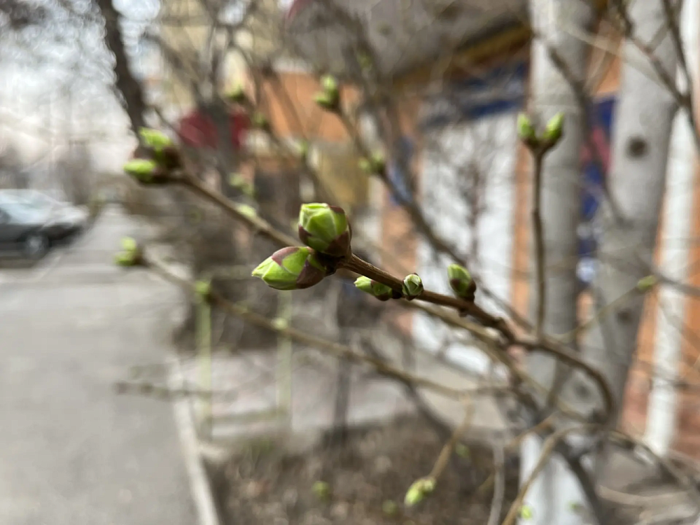 Порывистый ветер ворвется завтра в Астраханскую область 