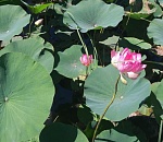 Под Астраханью зацвели первые лотосы