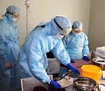 В Астраханской области распространяется «эпидемия холеры»