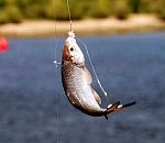 В Астраханской области запрета на лов воблы не будет