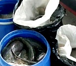 Остановленный астраханской полицией водитель заявил, что почти полтонны рыбы в машине собирался съесть сам