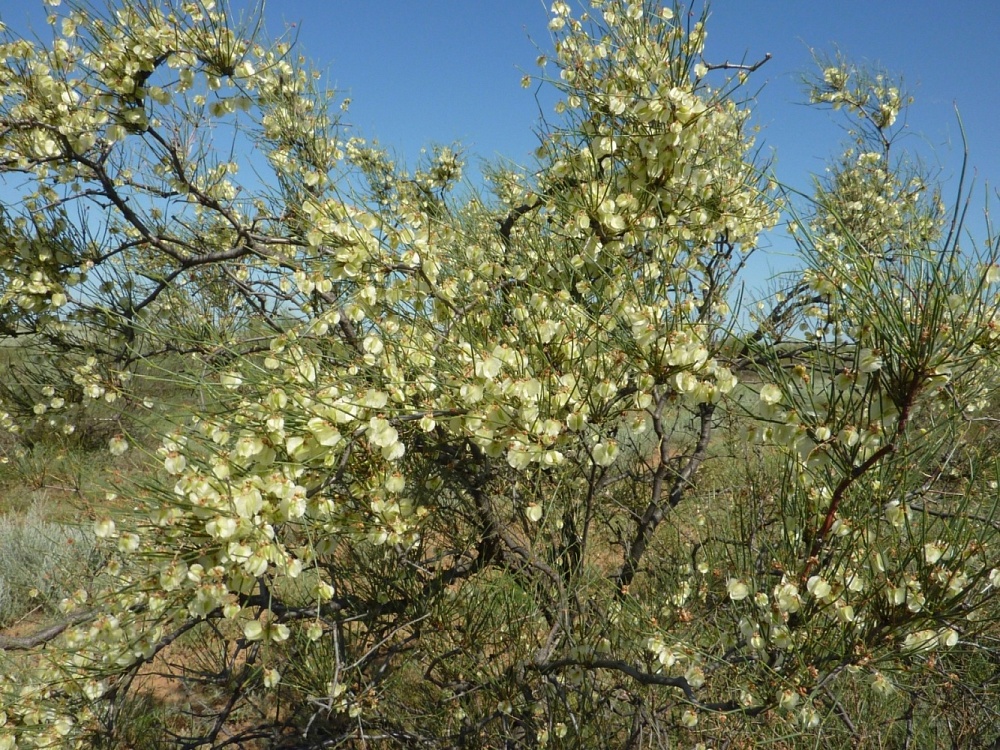Завтра в области будет по-астрахански тепло 