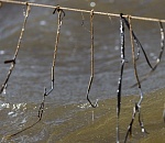 Под Астраханью браконьеры при помощи самоловных снастей ловили рыбу, занесенную в Красную книгу