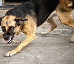 В Астрахани свора уличных собак едва не растерзала пенсионерку