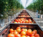 В Астраханской области уже собрали более 400 тонн «кедровых» овощей