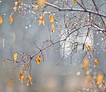 Синоптики обещают астраханцам ветреную и промозглую среду