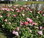 Олег Полумордвинов пообещал полноценный полив всем зеленым участкам