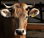 Полиция разыскивает бруцеллезных коров, не доехавших до Астрахани и пропавших без вести