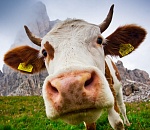 Коровы дважды штурмовали астраханскую границу, но победили люди