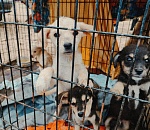 Студенты астраханского колледжа сделали доброе дело для бездомных собак