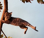 Завтра ветер будет сносить астраханцев