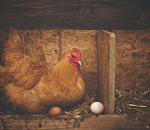 Астраханская птицефабрика ждёт от государства помощи по импортозамещению