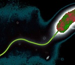 Холера на нашу голову? В России усиливают меры профилактики опасной инфекции