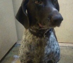 Встреча года: астраханец нашел потерявшегося пса