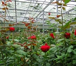 Иранская компания планирует выращивать ежегодно 12 млн роз в Астраханской области