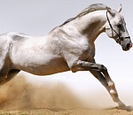 Троих казахских жеребцов не пустили в Астрахань