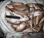 Астраханская полиция изъяла у браконьера около полутора тонн рыбы 