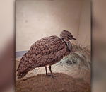 В астраханском зоопарке поселилась уникальная для России птица