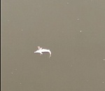 На видео попали кадры с мертвыми осетрами в Астраханской области