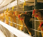 "Астраханский продукт" продали в 14 раз дороже начальной цены