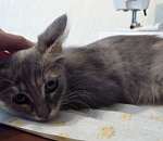 Котенок, которого астраханка отбила от подростков-живодеров, отправился жить в Москву