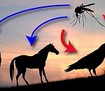 В Астраханской области появились комары-переносчики лихорадки 