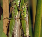 Полчища саранчи атаковали Астраханский заповедник. ВИДЕО