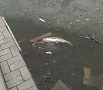 На Лебедином озере массово передохла рыба