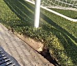 В Ахтубинске вандалы вырвали крепление футбольных ворот