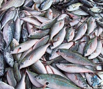 Работники астраханского предприятия украли 100 килограммов улова