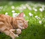 Жара потихоньку возвращается в Астрахань 