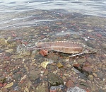 На берег Астрахани выбросило десятки дохлых рыб