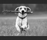 В Астрахани больше нельзя просто так кинуть палку