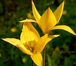 За сорванные цветы астраханцам грозит штраф до миллиона рублей