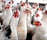 Победитель аукциона по продаже 49% акций птицефабрики "Астраханский продукт" отказался оплатить сделку