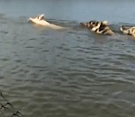 На видео попали свинья и кабаны, которые синхронно переплывали астраханскую реку