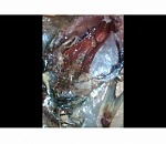 На одном из базаров Астрахани продали червивую рыбу