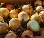 В астраханском луке обнаружили вредные вещества