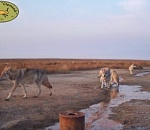 В астраханском заказнике волчата сгрызли фотоловушку