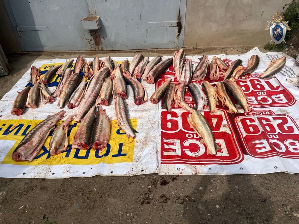 В Астрахани отправили за решетку группу браконьеров, орудующих на Каспии