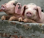 Астраханские фермеры разводят скот на землях военных, нарушая нормы