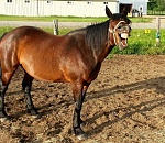 Как штрафуют и сажают за иронию и шутки над властью в соцсетях